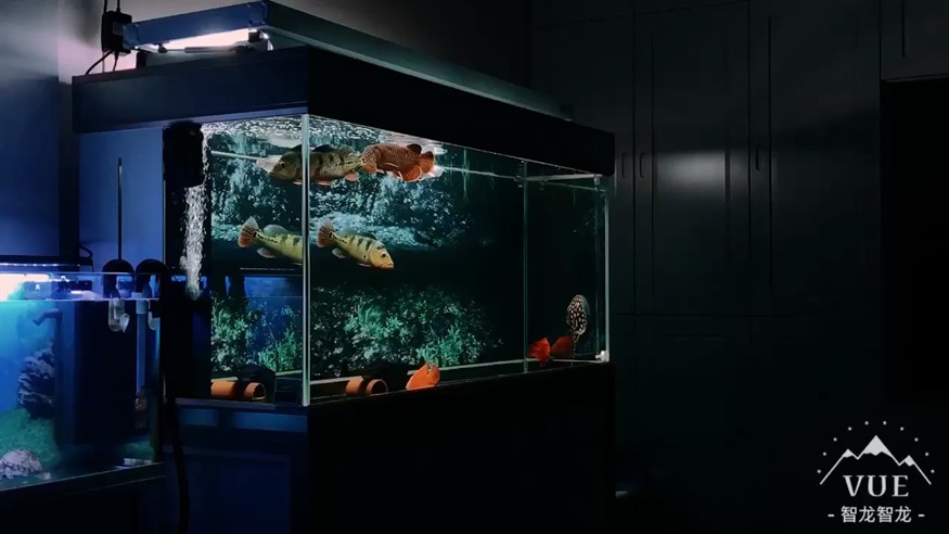 隨拍虎魚，隨拍虎魚，靈動身姿與斑斕色彩的水中瞬間