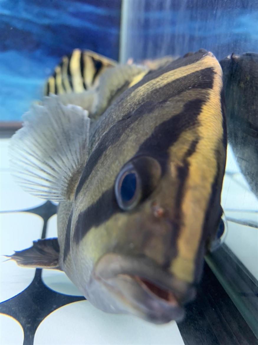 虎魚知識(shí)求告知，魚知識(shí)大揭秘，習(xí)性、飼養(yǎng)要點(diǎn)及常見品種全解析