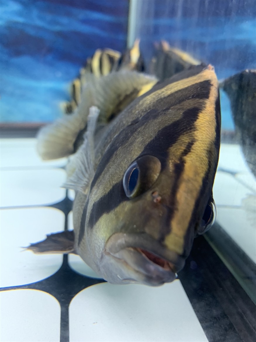 虎魚知識(shí)求告知，魚知識(shí)大揭秘，習(xí)性、飼養(yǎng)要點(diǎn)及常見品種全解析