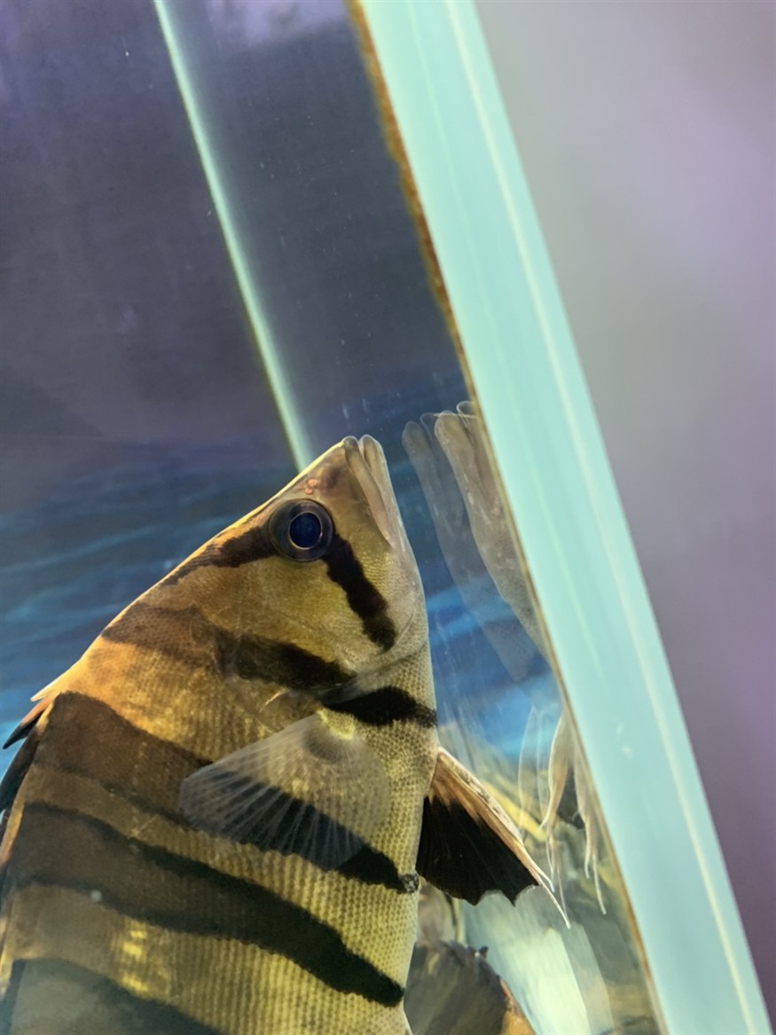 虎魚知識(shí)求告知，魚知識(shí)大揭秘，習(xí)性、飼養(yǎng)要點(diǎn)及常見品種全解析