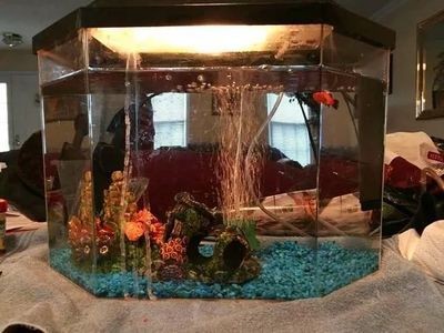 大型家用魚缸怎么打理：大型家用魚缸的打理主要包括以下幾個方面：清洗魚缸的重要步驟，大型家用魚缸打理攻略，清洗步驟及日常維護要點詳解