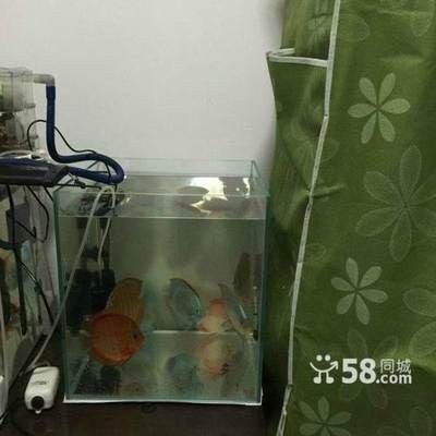 超白魚缸去哪買便宜的:滕州超白魚缸diy超白魚缸diy教程,州超白魚缸哪里買便宜?DIY教程及選購指南全 魚缸百科 第1張 超白魚缸去哪買便宜的:滕州超白魚缸diy超白魚缸diy教程,州超白魚缸哪里買便宜?DIY教程及選購指南全 超白魚缸去哪買便宜的:滕州超白魚缸diy超白魚缸diy教程,州超白魚缸哪里買便宜?DIY教程及選購指南全 魚缸百科 第1張