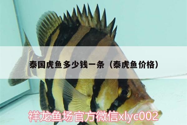 泰國(guó)虎魚(yú)多少錢(qián)一條（泰虎魚(yú)價(jià)格）虎魚(yú)價(jià)格揭秘，泰國(guó)虎魚(yú)多少錢(qián)一條？市場(chǎng)行情全