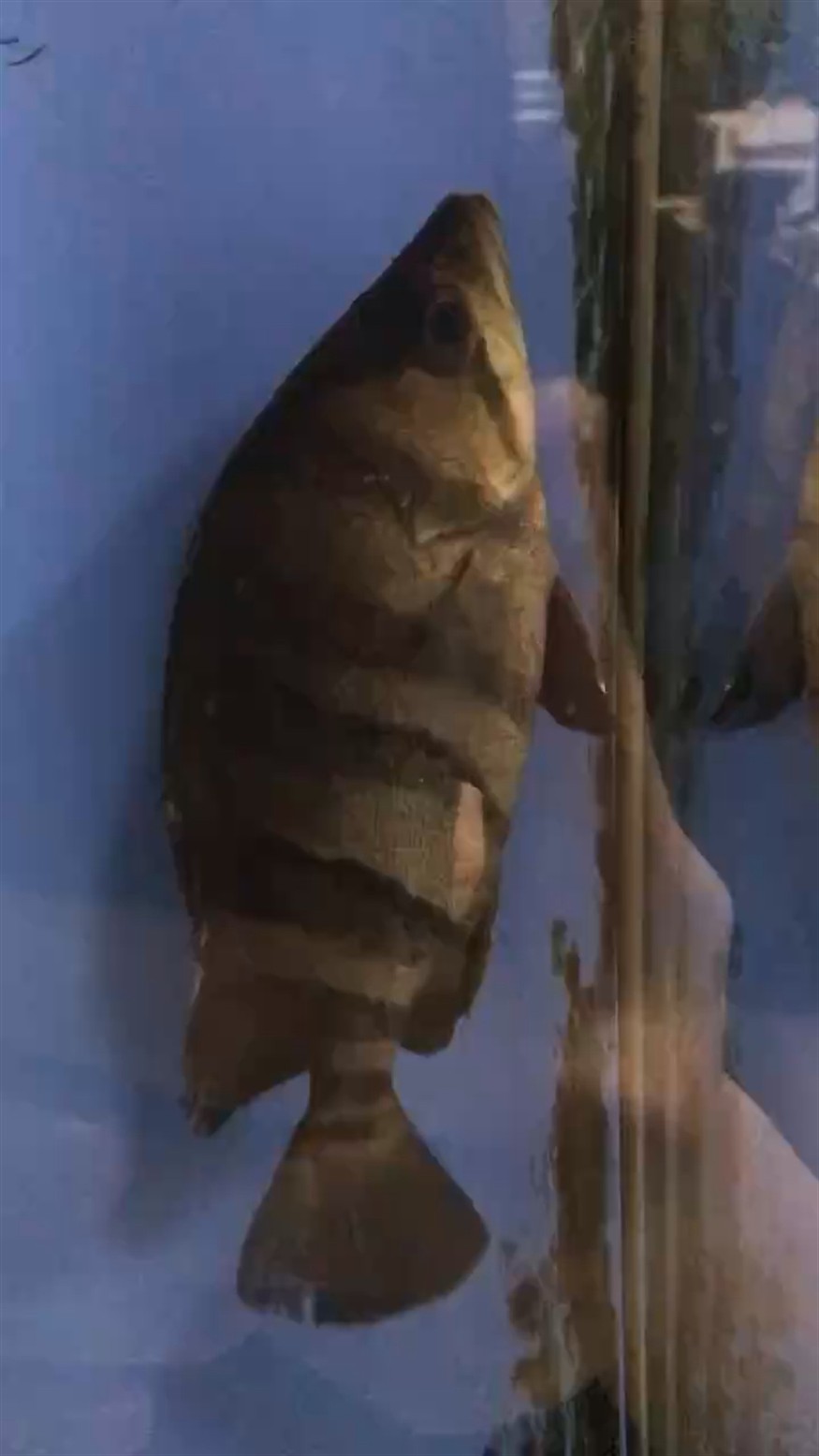 虎魚生病了不知道是不是腸炎，魚疑似生病，癥狀不明，難辨是否為腸炎之癥