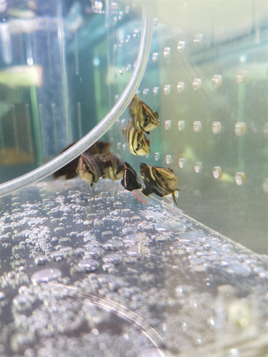 虎魚養成了紅尾巴在線等答案謝謝魚友們,魚養成紅尾巴,急尋原因!在線等答案,謝魚友 虎魚百科 第1張 虎魚養成了紅尾巴在線等答案謝謝魚友們,魚養成紅尾巴,急尋原因!在線等答案,謝魚友 虎魚養成了紅尾巴在線等答案謝謝魚友們,魚養成紅尾巴,急尋原因!在線等答案,謝魚友 虎魚百科 第1張
