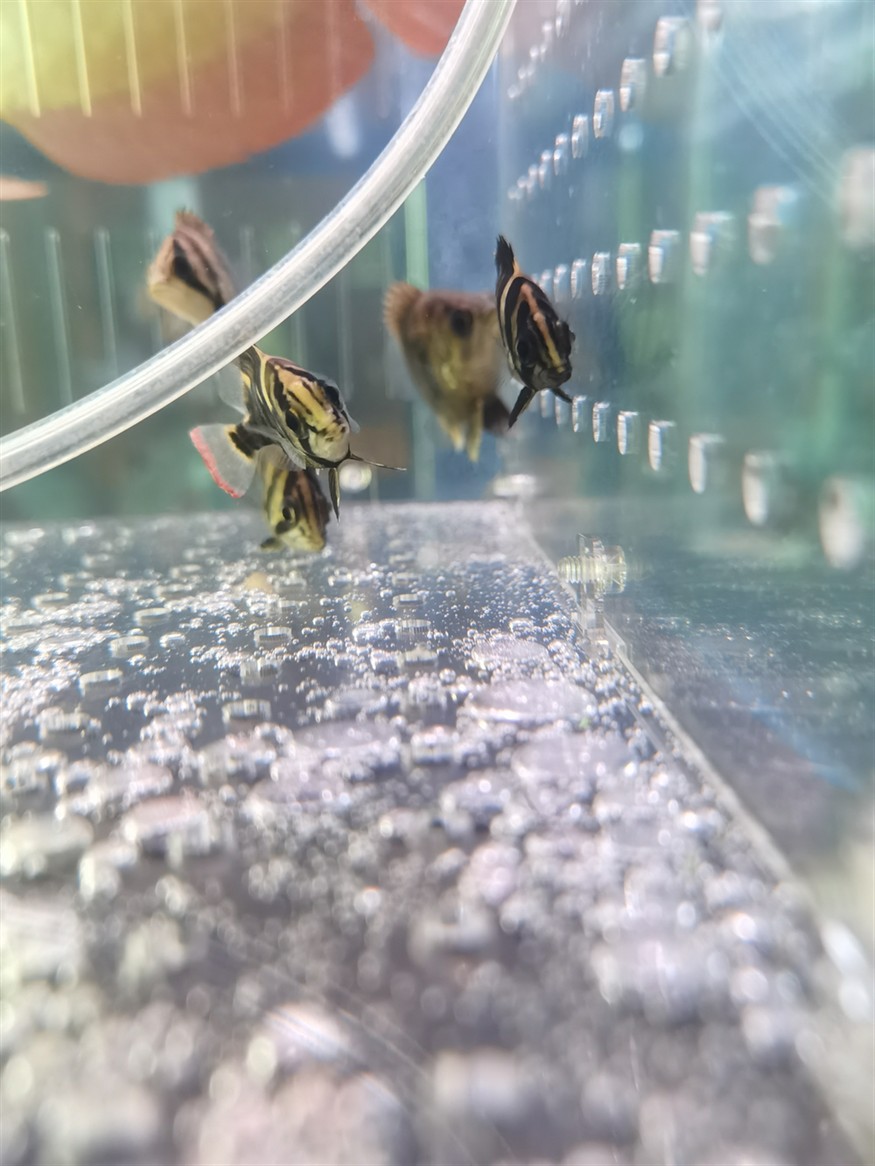 虎魚養成了紅尾巴在線等答案謝謝魚友們,魚養成紅尾巴,急尋原因!在線等答案,謝魚友 虎魚百科 第2張 虎魚養成了紅尾巴在線等答案謝謝魚友們,魚養成紅尾巴,急尋原因!在線等答案,謝魚友 虎魚養成了紅尾巴在線等答案謝謝魚友們,魚養成紅尾巴,急尋原因!在線等答案,謝魚友 虎魚百科 第2張