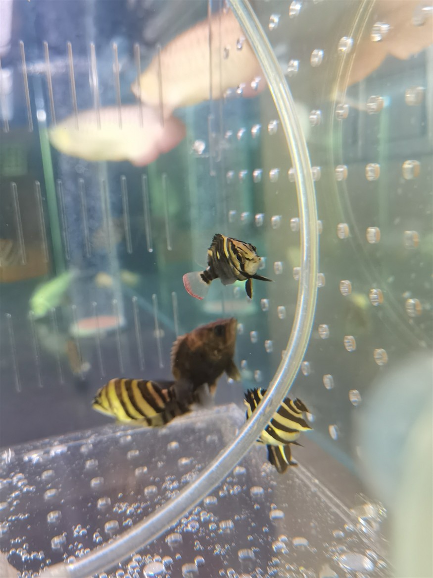 虎魚養成了紅尾巴在線等答案謝謝魚友們,魚養成紅尾巴,急尋原因!在線等答案,謝魚友 虎魚百科 第3張 虎魚養成了紅尾巴在線等答案謝謝魚友們,魚養成紅尾巴,急尋原因!在線等答案,謝魚友 虎魚養成了紅尾巴在線等答案謝謝魚友們,魚養成紅尾巴,急尋原因!在線等答案,謝魚友 虎魚百科 第3張