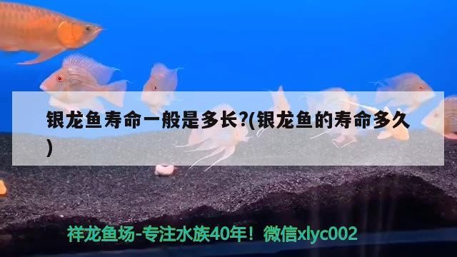 銀龍魚壽命一般是多長?(銀龍魚的壽命多久)龍魚壽命一般多長？受何因素影響及如何延長其