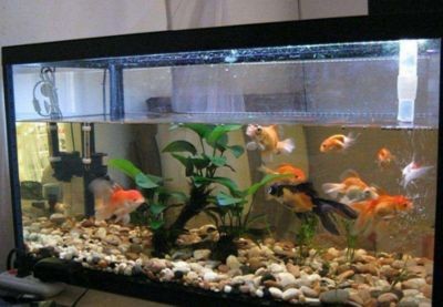 1.8米魚缸養什么魚好養，8 米魚缸好養之選，這些魚輕松打造