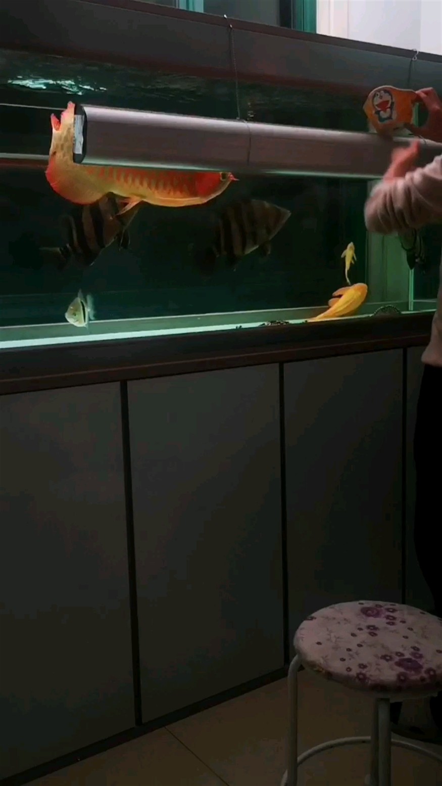 完整喂魚長視頻龍虎魟，長完整喂魚視頻，龍虎魟爭食，水下精彩盡