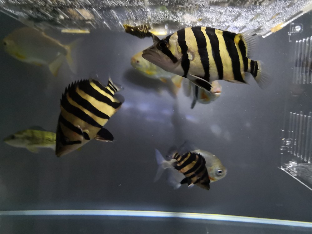 虎魚吃魚食10天以后變化，虎魚吃魚食 10 天后，體態、習性與外觀的奇妙變化