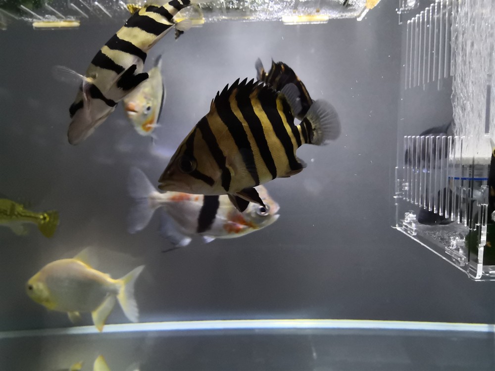 虎魚吃魚食10天以后變化，虎魚吃魚食 10 天后，體態、習性與外觀的奇妙變化