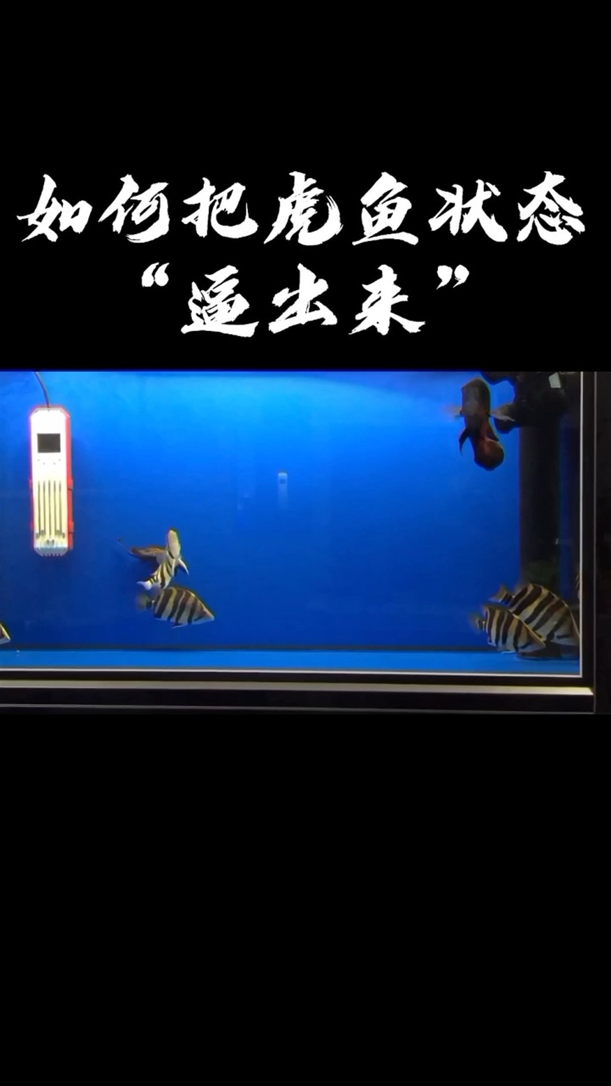 如何把虎魚狀態逼出來，揭秘，實用技巧助你輕松把虎魚絕佳狀態逼