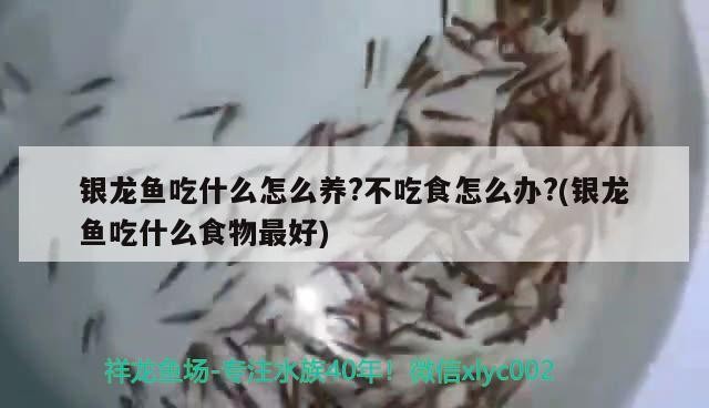 銀龍魚吃什么怎么養?不吃食怎么辦?(銀龍魚吃什么食物最好)龍魚飼養全攻略，飲食偏好、養護要點及拒食