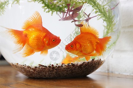 武漢市新洲區森森水族器材經營部（武漢市新洲區森森水族器材經營部地址）市新洲區森森水族器材經營部地址及相關信息詳解
