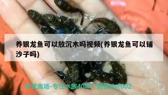 養銀龍魚可以放沉木嗎視頻(養銀龍魚可以鋪沙子嗎)銀龍魚能否放沉木鋪沙子？相關飼養要點及