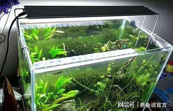 大型魚缸設計和制作方法：大型魚缸的設計和制作，大型魚缸設計與制作全攻略，從構思到成品的詳細方法