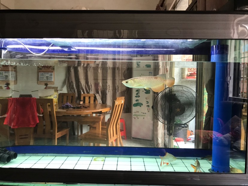 終于把虎魚移走了，終于把虎魚移走，告別特殊伙伴，開啟水族箱新生態