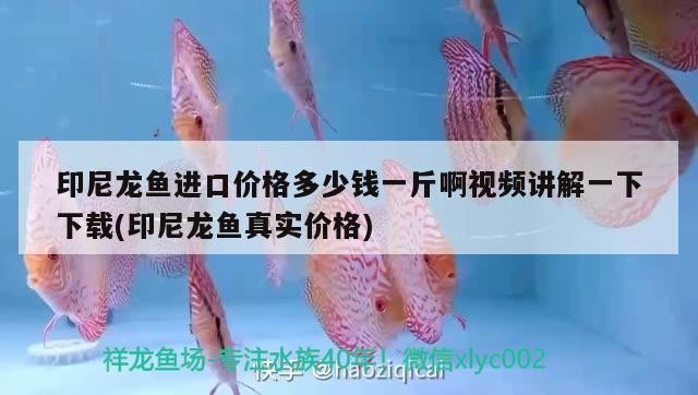 101只四紋虎魚還剩97，01只四紋虎魚，現剩97，那4只究竟去了何方