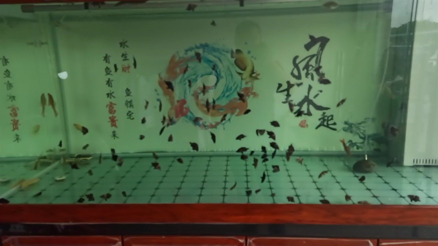 101只四紋虎魚還剩97，01只四紋虎魚，現剩97，那4只究竟去了何方
