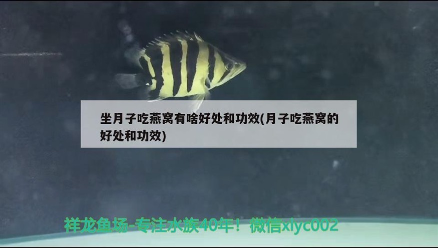 101只四紋虎魚還剩97，01只四紋虎魚，現剩97，那4只究竟去了何方