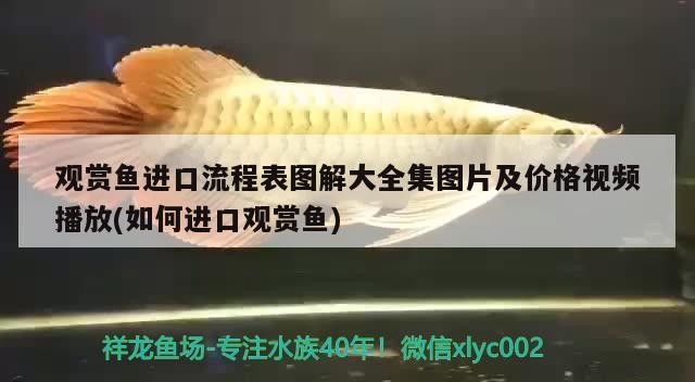 101只四紋虎魚還剩97，01只四紋虎魚，現剩97，那4只究竟去了何方
