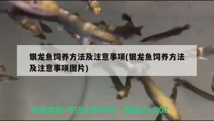 銀龍魚飼養方法及注意事項(銀龍魚飼養方法及注意事項圖片)龍魚飼養全攻略，方法技巧與注意事項詳解（含圖片