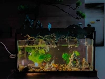 玻璃魚缸自制流水：玻璃魚缸自制流水的幾種方法，玻璃魚缸自制流水，多種方法及注意事項