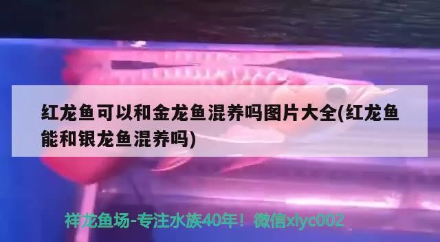 紅龍魚可以和金龍魚混養嗎圖片大全(紅龍魚能和銀龍魚混養嗎)龍魚與金龍、銀龍魚混養可行性探討及