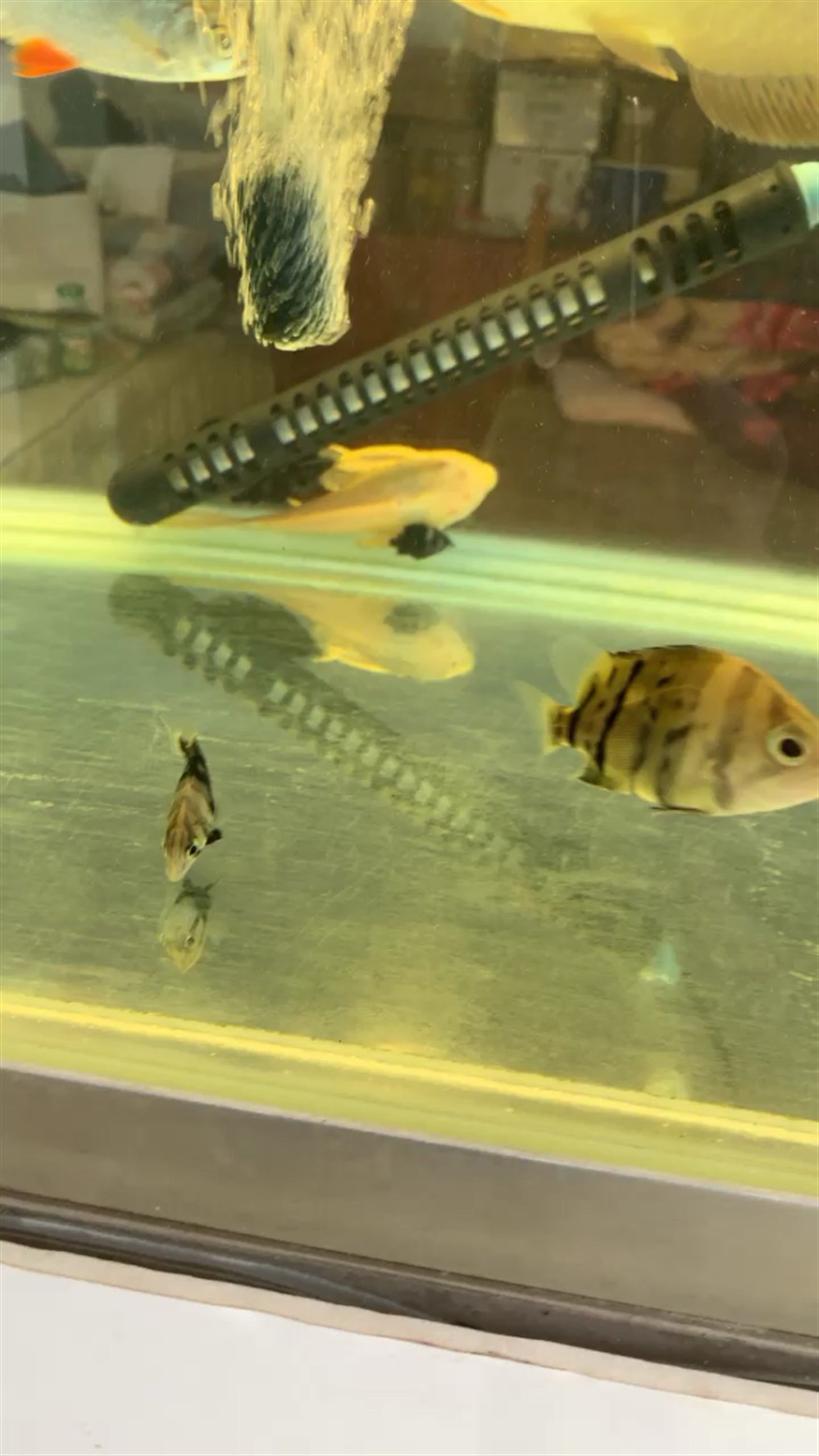 這是虎魚(yú)這是三紋，虎魚(yú)與三紋，獨(dú)特魚(yú)類(lèi)的辨識(shí)及特點(diǎn)詳解
