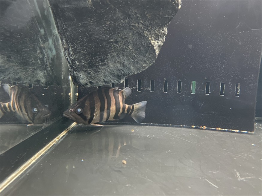 魚缸里的欖仁葉子發黃怎么辦，欖仁葉子發黃怎么處理，欖仁葉發黃怎么辦