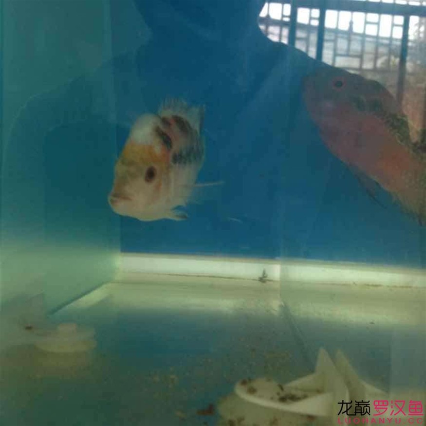 這魚怎么救，這魚病懨懨的，究竟該如何施救才能讓它重