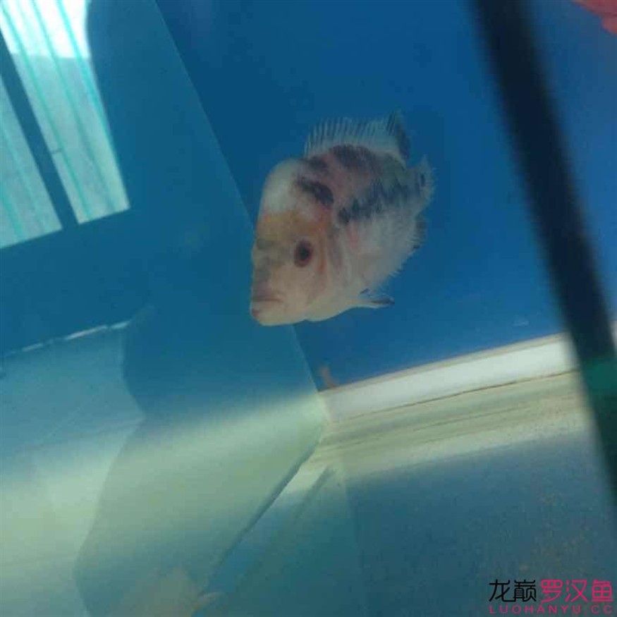 這魚怎么救，這魚病懨懨的，究竟該如何施救才能讓它重