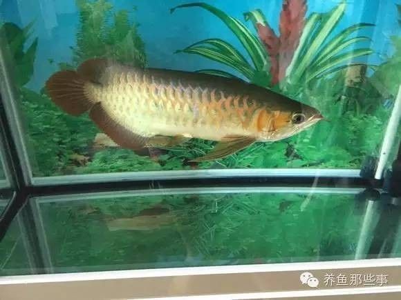 龍魚害怕游到缸的另一邊怎么辦，魚畏懼游到缸另一邊？原因剖析及應對策略全解析
