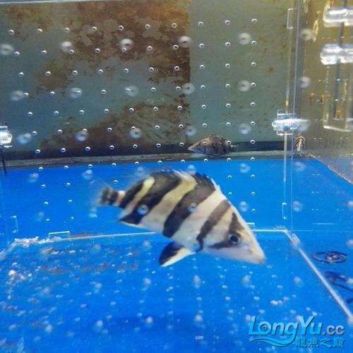 出皇冠母種亞成公魚精品三文虎，母種亞成公魚三文虎