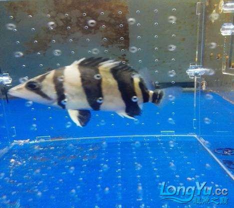 出皇冠母種亞成公魚精品三文虎，母種亞成公魚三文虎
