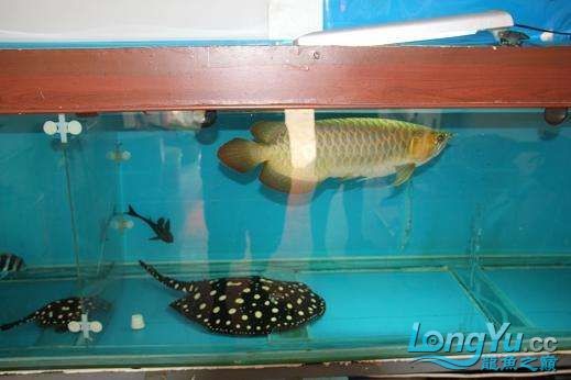 出皇冠母種亞成公魚精品三文虎，母種亞成公魚三文虎