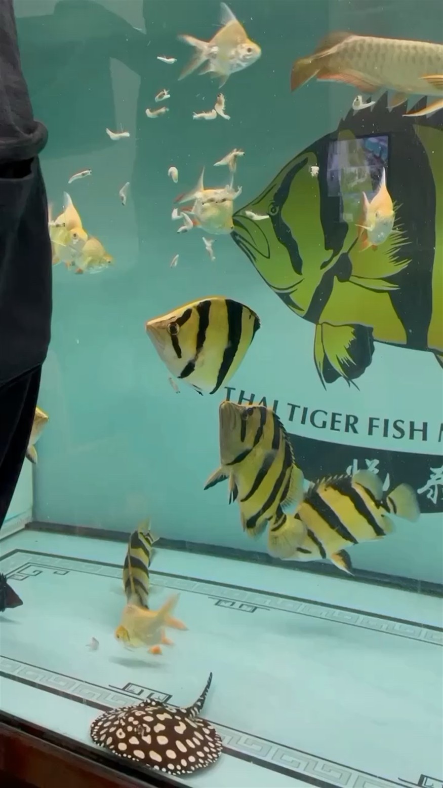虎魚混養，虎魚混養之奧秘，品種搭配、環境營造與日常