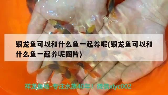 銀龍魚可以和什么魚一起養呢(銀龍魚可以和什么魚一起養呢圖片)龍魚混養攻略，哪些魚類可與銀龍魚和諧