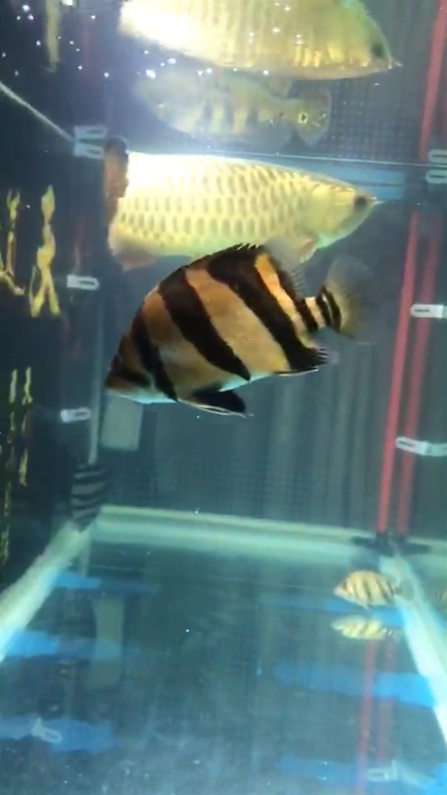 新請了兩條虎魚，請兩條虎魚，開啟水族箱新景，期待它們在水中的