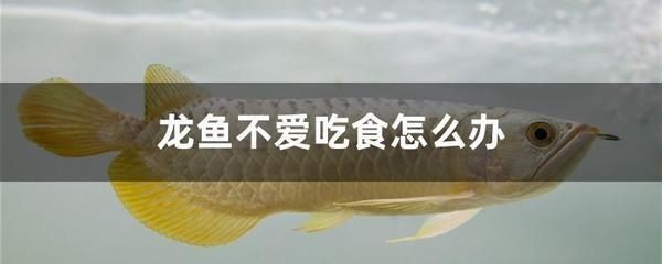 龍魚回來一個星期不吃，魚歸來一周拒食，是何緣由？飼養(yǎng)難題待解