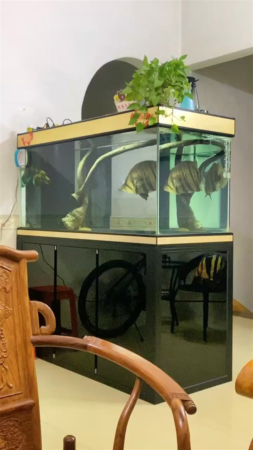 45公分虎魚，45公分虎魚，水中霸主的神秘魅力與獨特生存