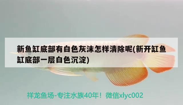 新魚缸底部有白色灰沫怎樣清除呢(新開缸魚缸底部一層白色沉淀)魚缸底部現(xiàn)白色灰沫及沉淀，成因揭秘與有效清除