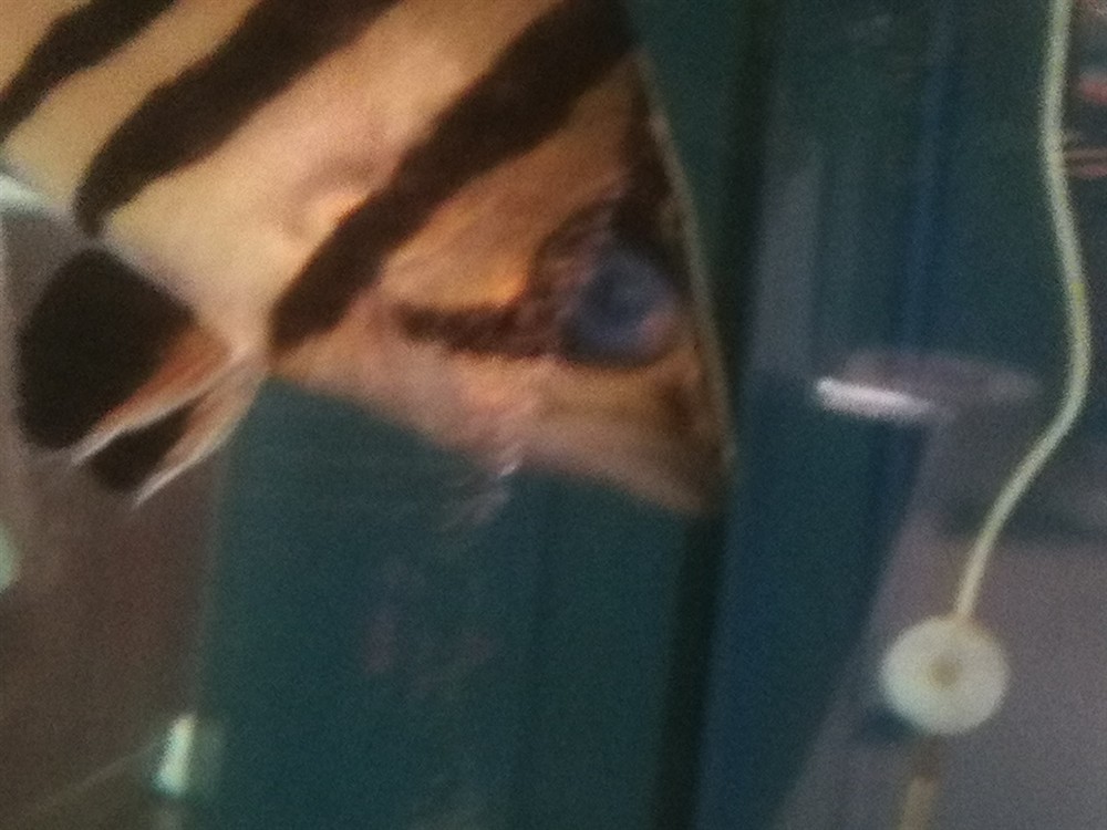 今早發現虎魚眼睛成這樣了，今早驚現！虎魚眼睛成這樣，是何病因
