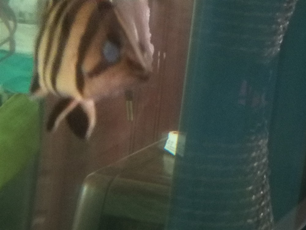今早發現虎魚眼睛成這樣了，今早驚現！虎魚眼睛成這樣，是何病因