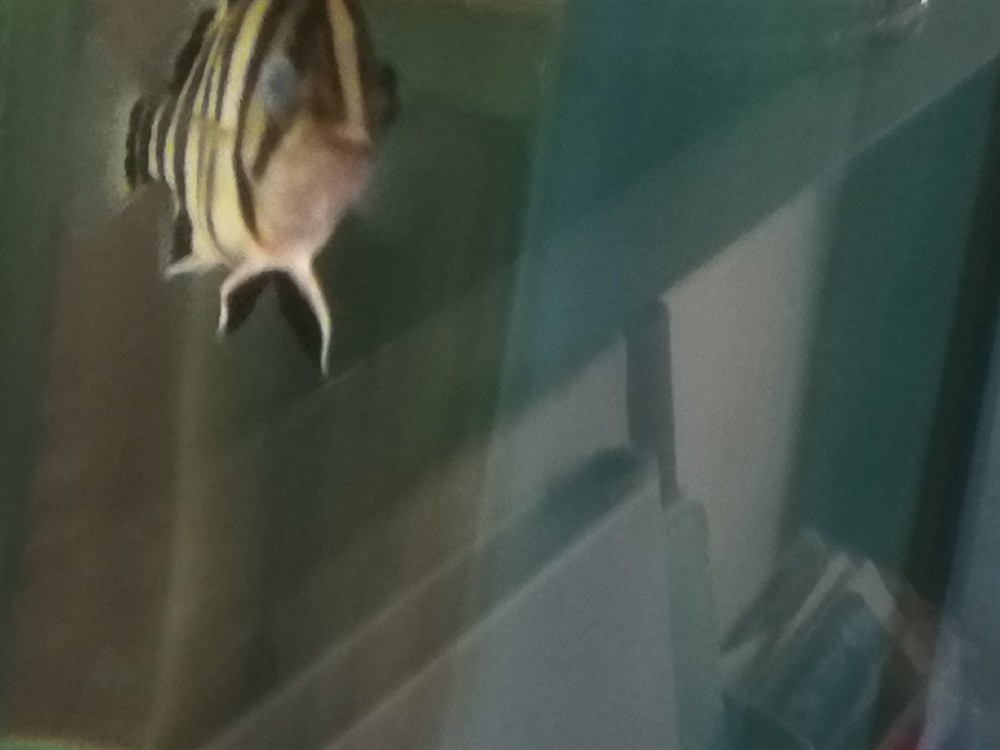 今早發現虎魚眼睛成這樣了，今早驚現！虎魚眼睛成這樣，是何病因