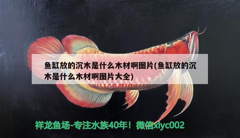 魚缸放的沉木是什么木材啊圖片(魚缸放的沉木是什么木材啊圖片大全)沉木木材種類揭秘，高清圖片大全，助你挑選心