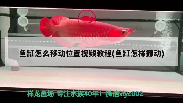 魚缸怎么移動位置視頻教程(魚缸怎樣挪動)魚缸移動位置全攻略，視頻教程詳解，輕松掌握挪動技巧