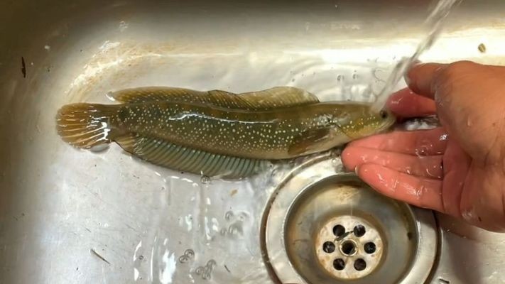 野外雷龍魚怎么抓到