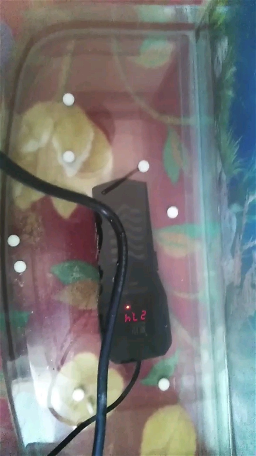 虎魚突眼